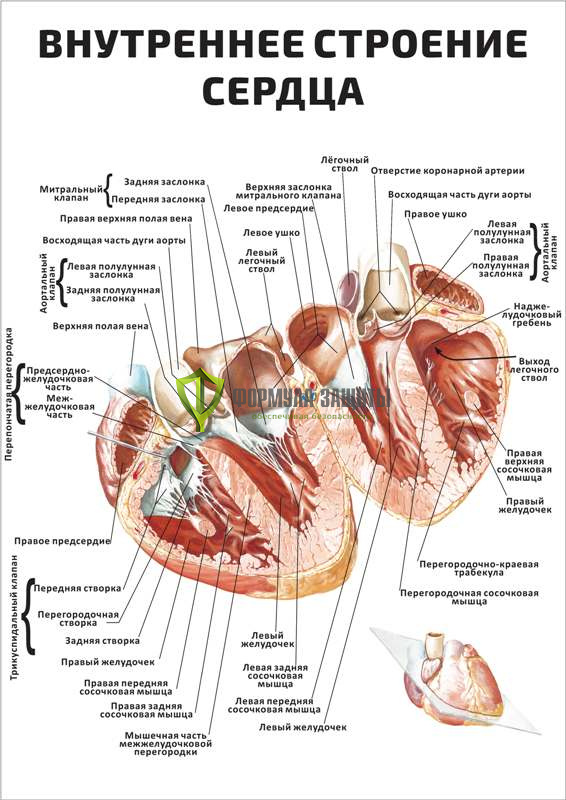 Плакат «Внутреннее строение сердца» от интернет-магазина Формула Защиты