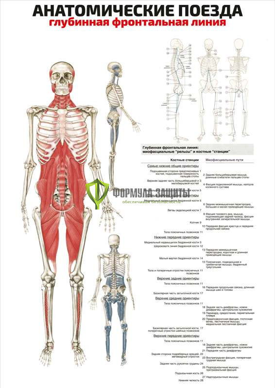 Плакат «Анатомические поезда: глубинная фронтальная линия» от интернет-магазина Формула Защиты