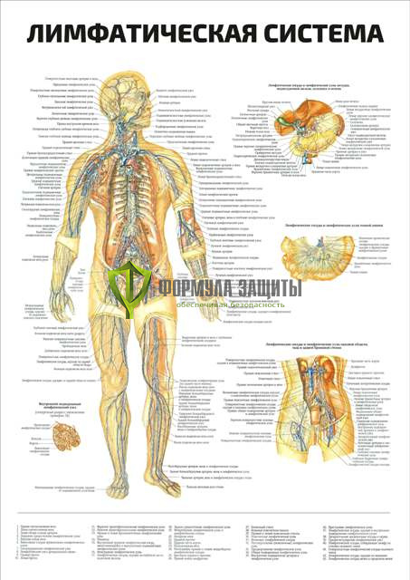 Плакат «Лимфатическая система» от интернет-магазина Формула Защиты