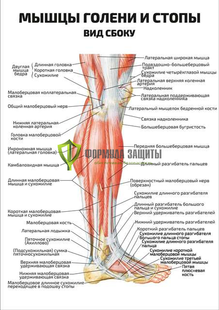 Плакат «Мышцы голени и стопы, вид сбоку» от интернет-магазина Формула Защиты