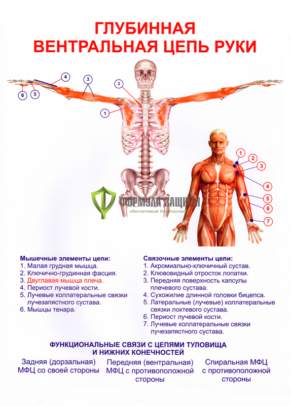 Плакат «Глубинная вентральная цепь руки» от интернет-магазина Формула Защиты