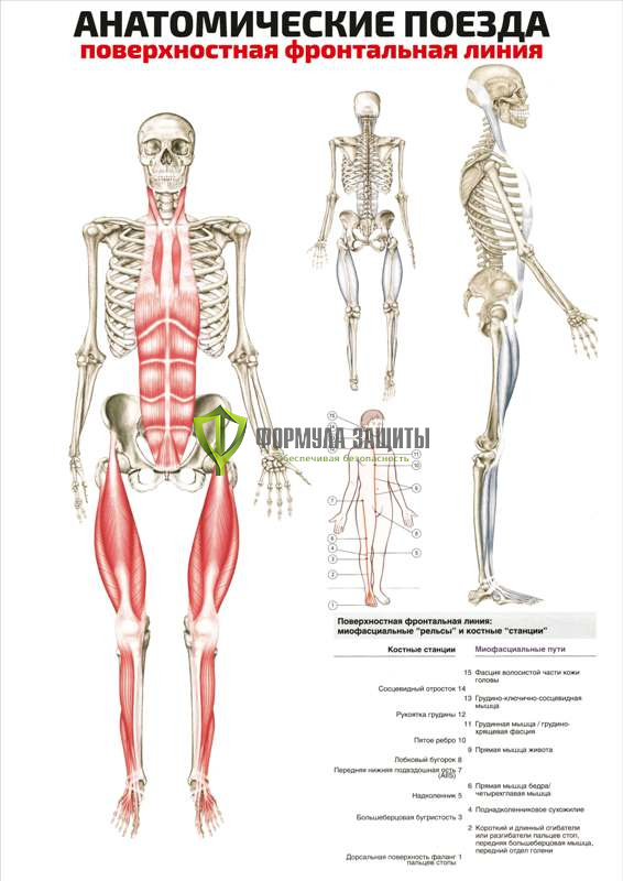 Плакат «Анатомические поезда: поверхностная фронтальная линия» от интернет-магазина Формула Защиты