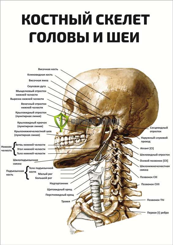 Плакат «Костный скелет головы и шеи» от интернет-магазина Формула Защиты
