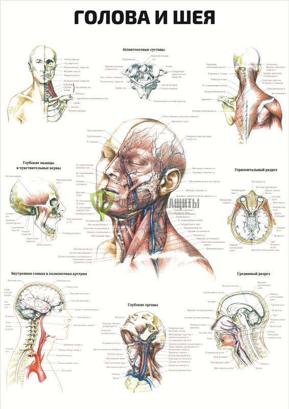 Плакат «Голова и шея» от интернет-магазина Формула Защиты