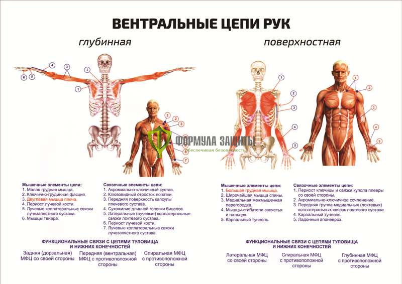 Плакат «Вентральные цепи рук» от интернет-магазина Формула Защиты