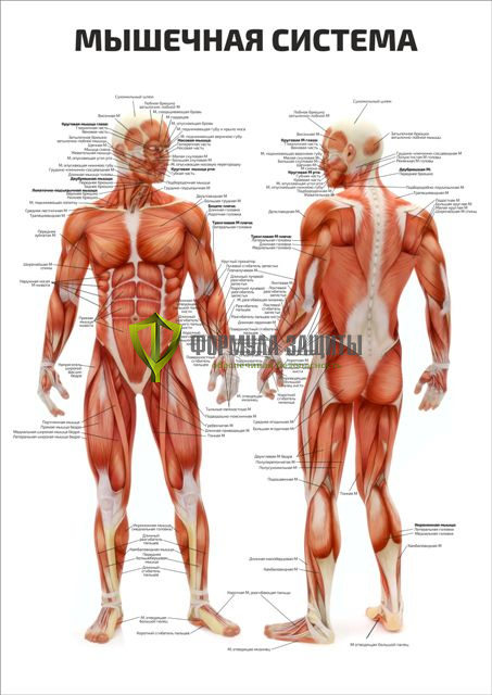 Плакат «Мышечная система» от интернет-магазина Формула Защиты