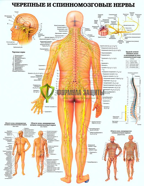 Плакат «Черепные и спинномозговые нервы» от интернет-магазина Формула Защиты