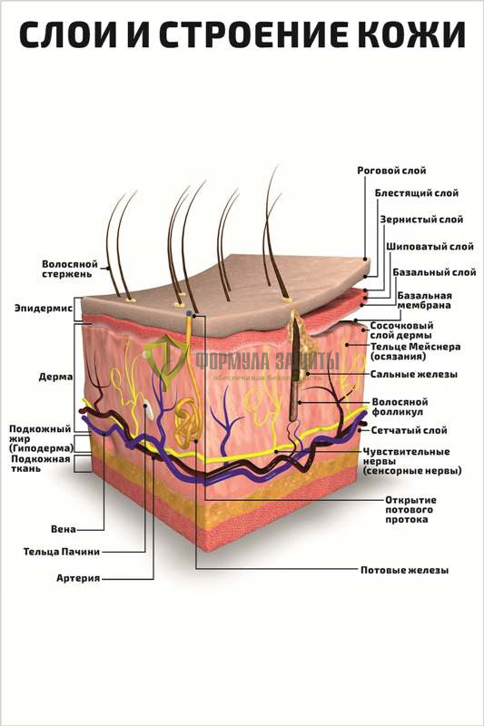 Плакат «Слои и строение кожи» от интернет-магазина Формула Защиты