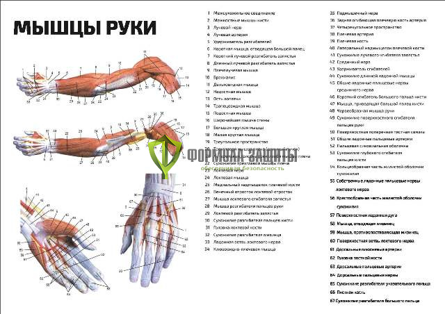 Плакат «Мышцы руки» от интернет-магазина Формула Защиты