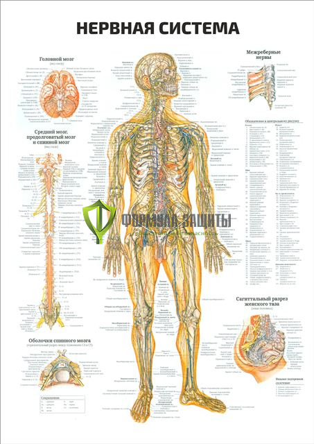 Плакат «Нервная система» от интернет-магазина Формула Защиты