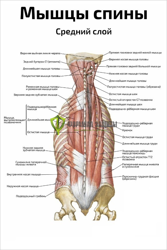 Плакат «Мышцы спины, средний слой» от интернет-магазина Формула Защиты