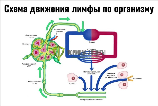 Плакат «Схема движения лимфы по организму» от интернет-магазина Формула Защиты