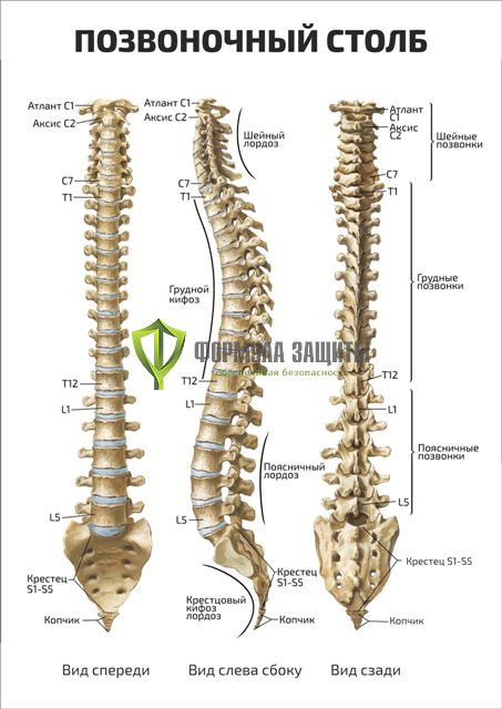 Плакат «Позвоночный столб» от интернет-магазина Формула Защиты