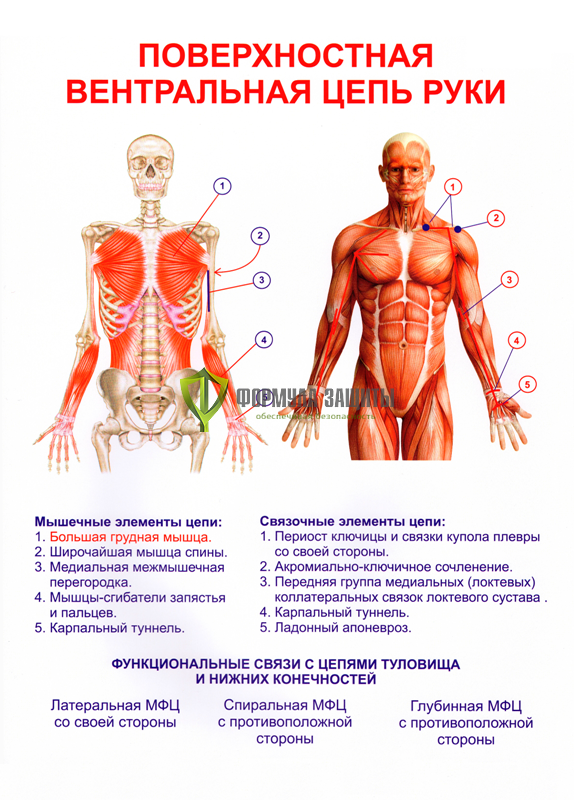 Плакат «Поверхностная вентральная цепь руки» от интернет-магазина Формула Защиты