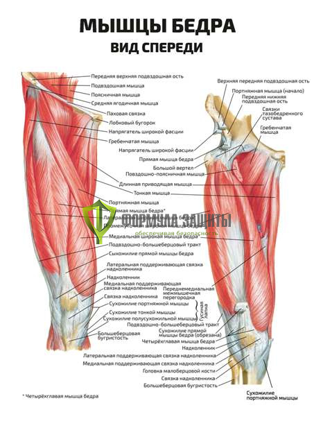Плакат «Мышцы бедра, вид спереди» от интернет-магазина Формула Защиты