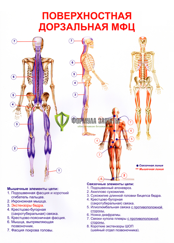 Плакат «Поверхностная дорзальная МФЦ» от интернет-магазина Формула Защиты