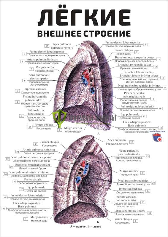 Плакат «Лёгкие, внешнее строение» от интернет-магазина Формула Защиты
