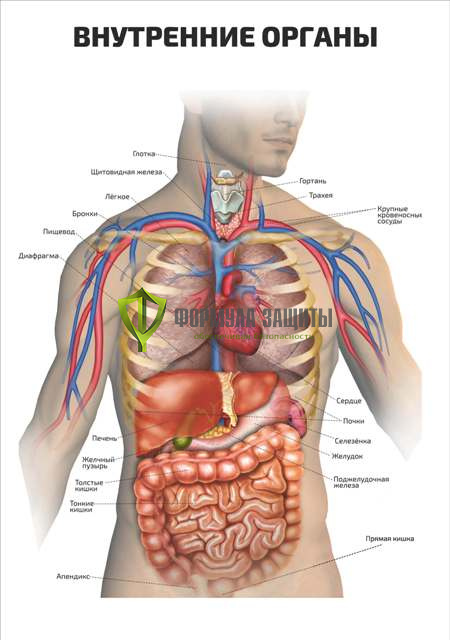 Плакат «Внутренние органы» от интернет-магазина Формула Защиты