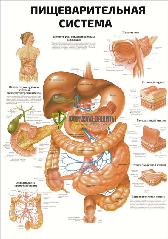 Плакат «Пищеварительная система» от интернет-магазина Формула Защиты