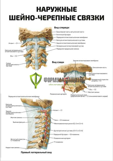 Плакат «Наружные шейно-черепные связки» от интернет-магазина Формула Защиты