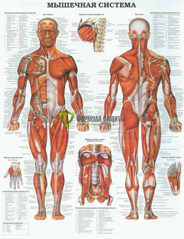 Плакат «Мышечная система-2» от интернет-магазина Формула Защиты