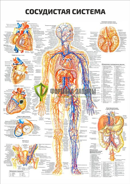 Плакат «Сосудистая система» от интернет-магазина Формула Защиты