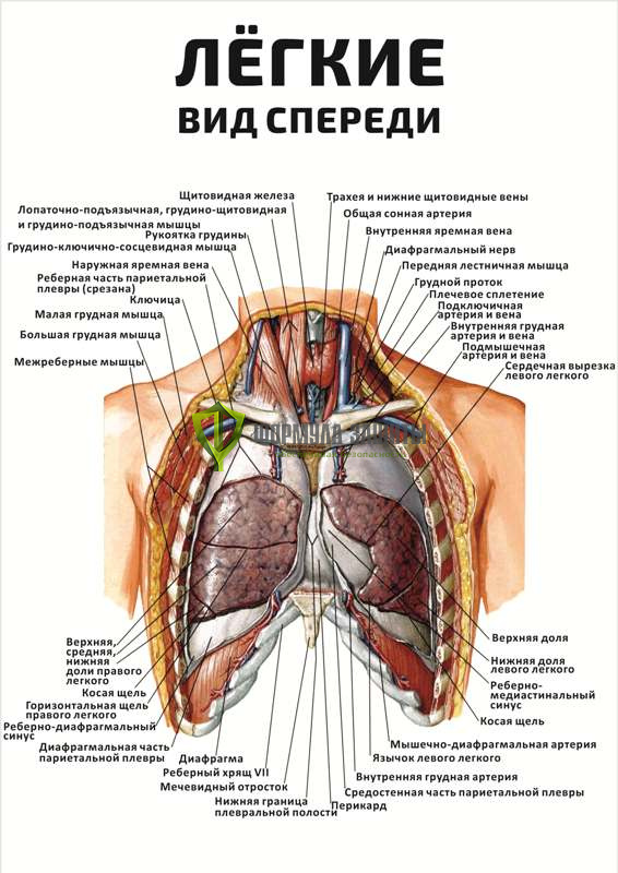 Плакат «Лёгкие, вид спереди» от интернет-магазина Формула Защиты