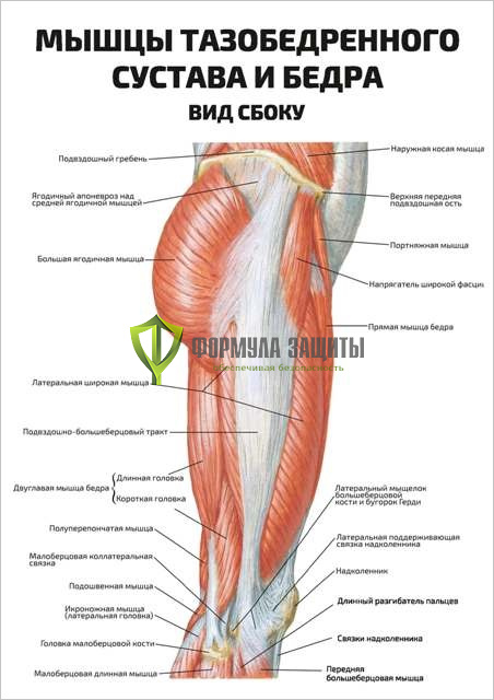 Плакат «Мышцы тазобедренного сустава и бедра, вид сбоку» от интернет-магазина Формула Защиты