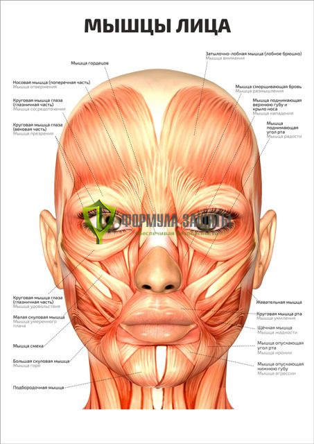 Плакат «Мышцы лица» от интернет-магазина Формула Защиты