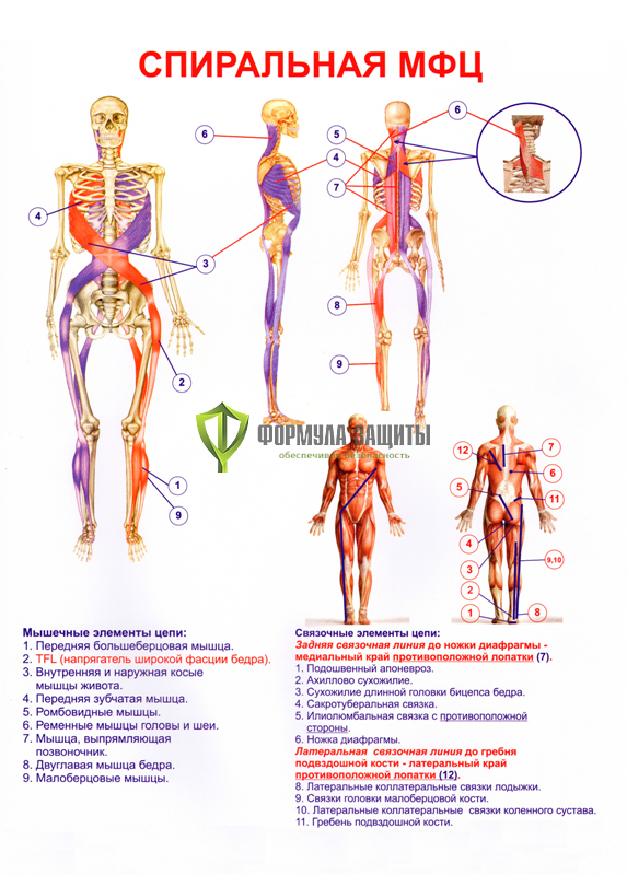 Плакат «Спиральная МФЦ» от интернет-магазина Формула Защиты