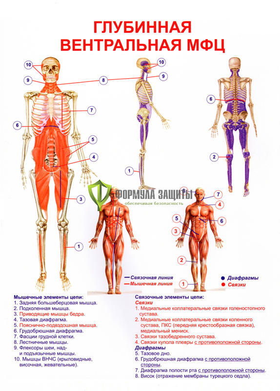 Плакат «Глубинная вентральная МФЦ» от интернет-магазина Формула Защиты