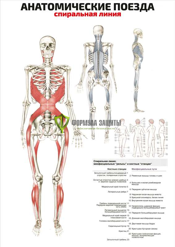 Плакат «Анатомические поезда: спиральная линия» от интернет-магазина Формула Защиты