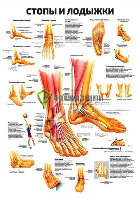 Плакат «Стопы и лодыжки» от интернет-магазина Формула Защиты