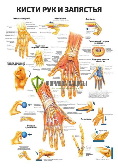 Плакат «Кисти рук и запястья» от интернет-магазина Формула Защиты