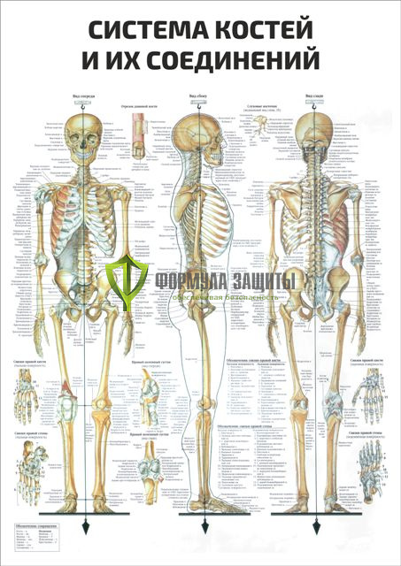 Плакат «Система костей и их соединений» от интернет-магазина Формула Защиты