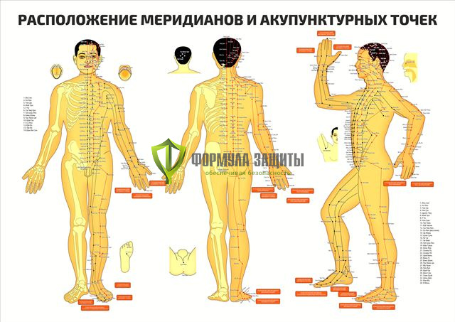Плакат «Расположение меридианов и акупунктурных точек» от интернет-магазина Формула Защиты