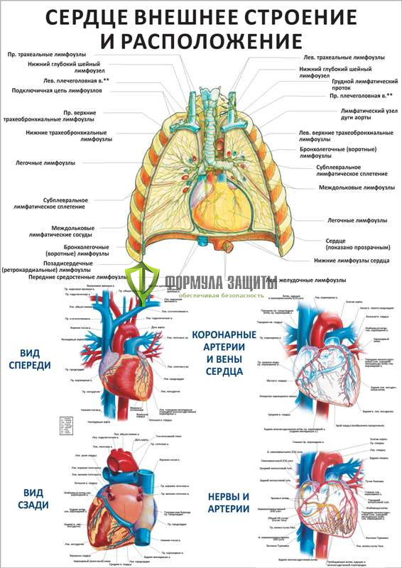 Плакат «Сердце: внешнее строение и расположение» от интернет-магазина Формула Защиты
