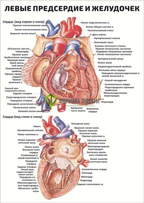 Плакат «Левые предсердие и желудочек» от интернет-магазина Формула Защиты