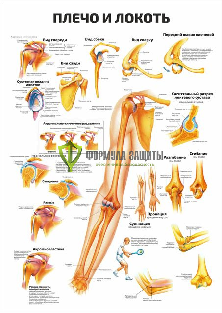 Плакат «Плечо и локоть» от интернет-магазина Формула Защиты
