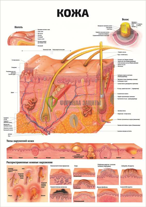 Плакат «Кожа» от интернет-магазина Формула Защиты